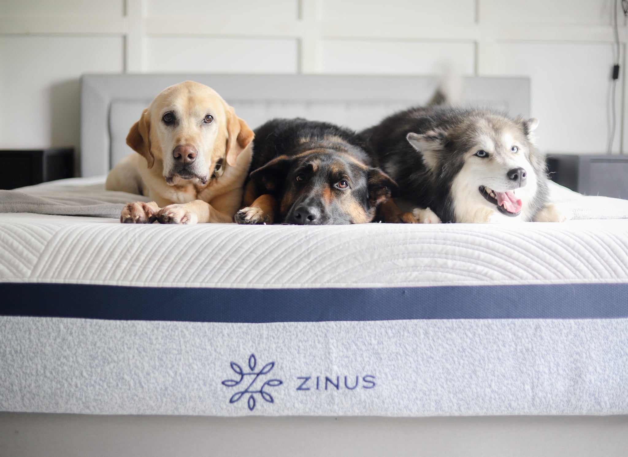Three dogs resting side by side on a Zinus mattress with a white quilted cover and blue edge detail, showcasing pet-friendly comfort and durability in a bright modern bedroom