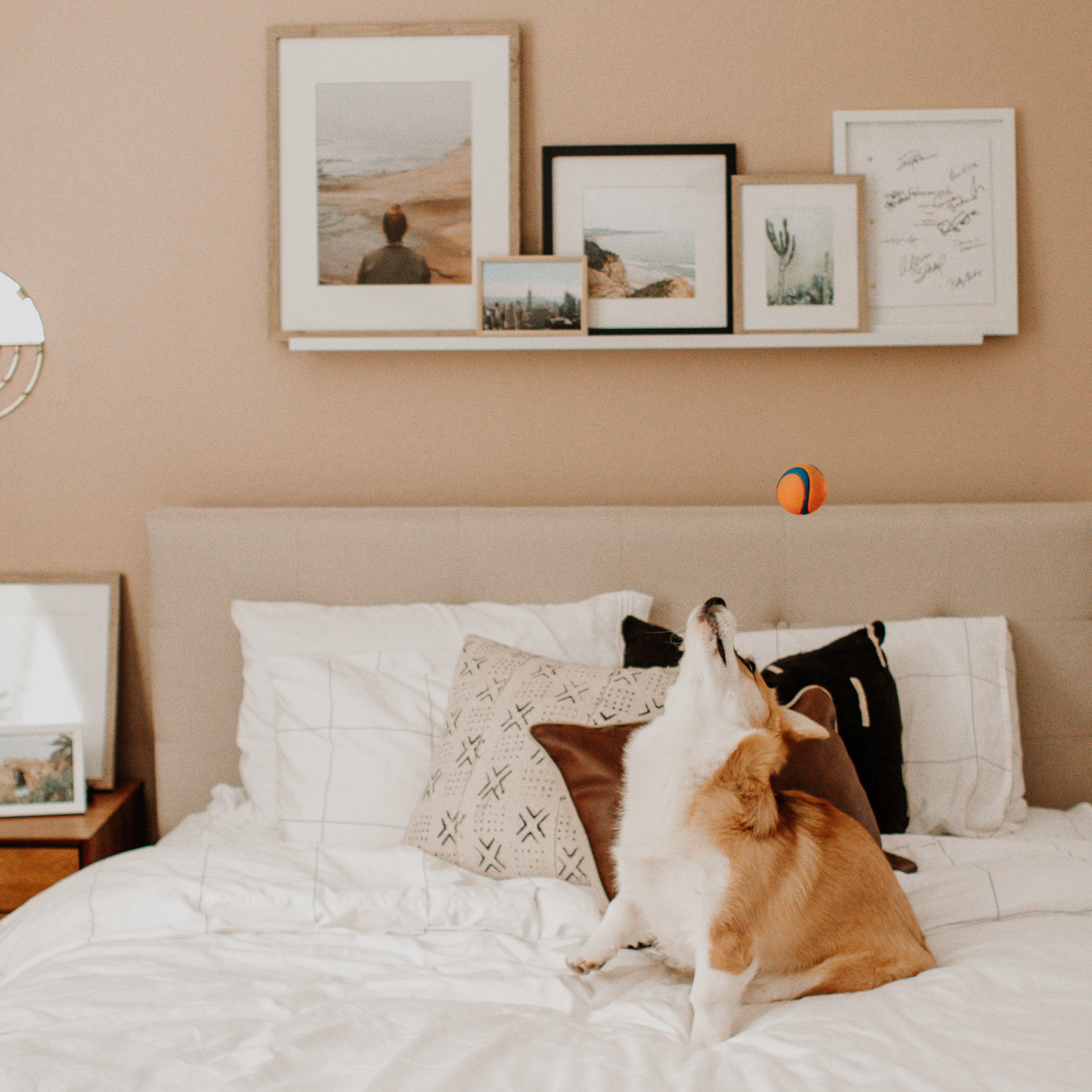 Soft-toned bedroom with a neatly layered bed and a small dog watching a ball in midair, highlighting a relaxed, lived-in space with a gallery ledge of framed art above the headboard.